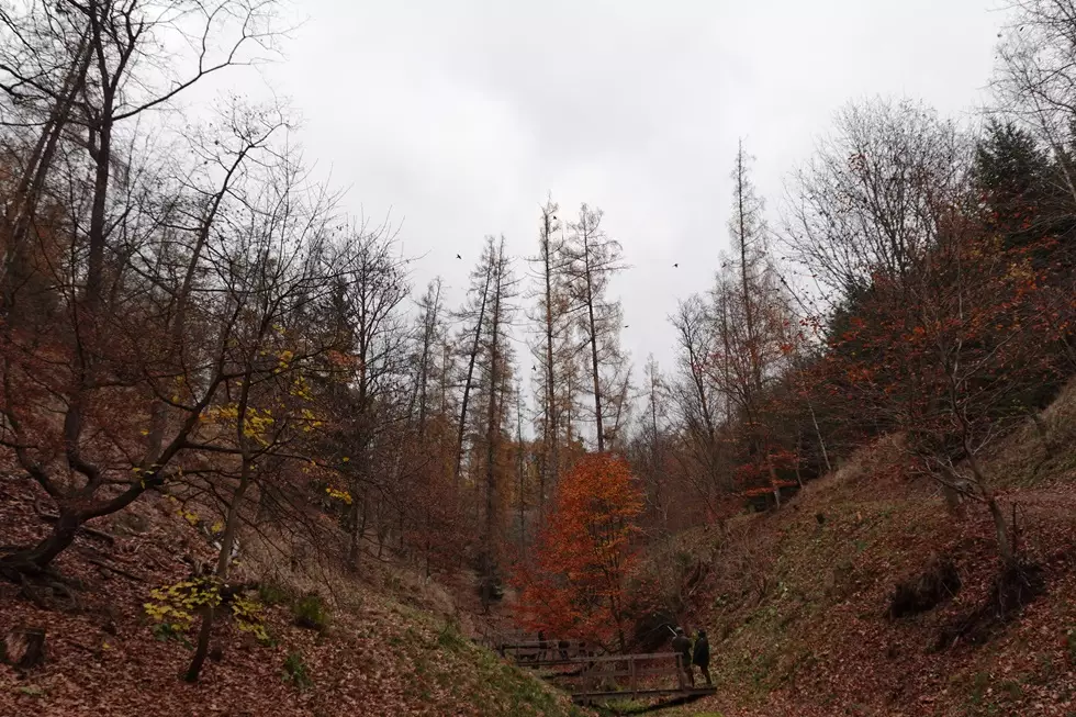 Caza de faisanes de primera categoría —al estilo inglés— en la República Checa. Ofertas