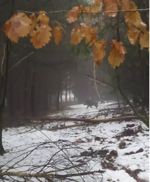 DRIVEN HUNT IN THE CZECH REPUBLIC 2026/2027. MIXED GROUPS. LAST AVAILABLE PLACES